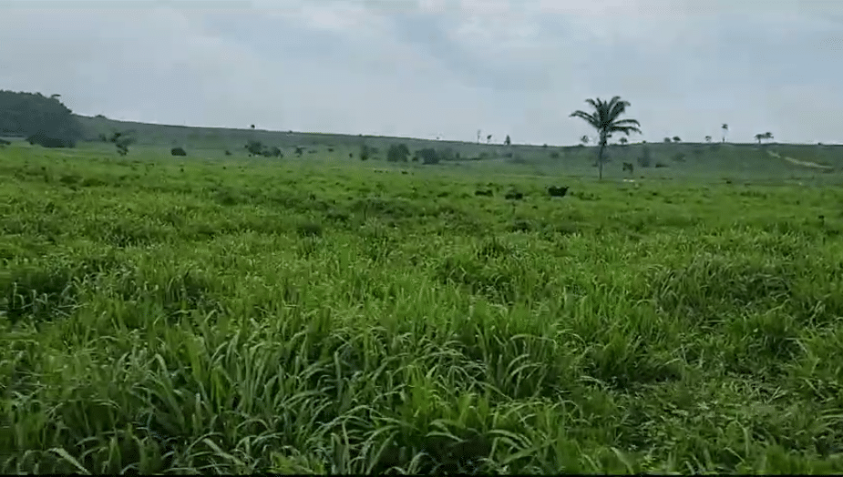 Fazenda à Venda Maranhão 258 alqueires - Bom Jesus das Selvas