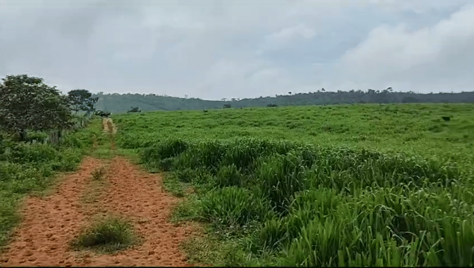 Fazenda à Venda Maranhão 258 alqueires - Bom Jesus das Selvas