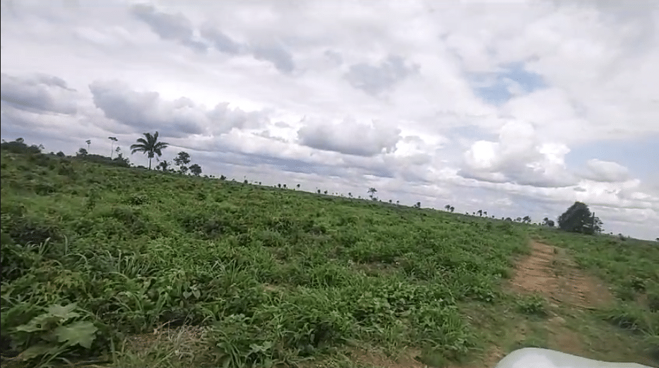 Fazenda à Venda Maranhão 258 alqueires - Bom Jesus das Selvas