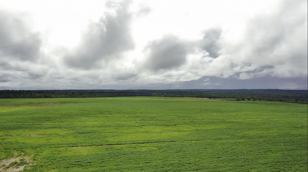 Fazenda à Venda em Caxias MA 1600 Hectares