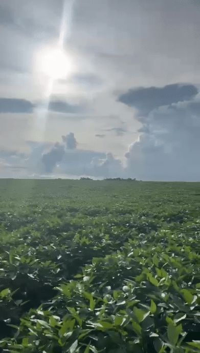 Fazenda à Venda em Caxias MA 1.600 Hectares