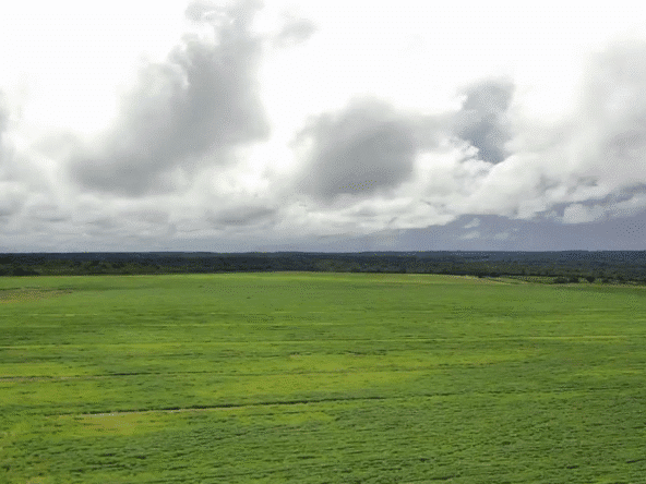 Fazenda à Venda em Caxias MA 1.600 Hectares