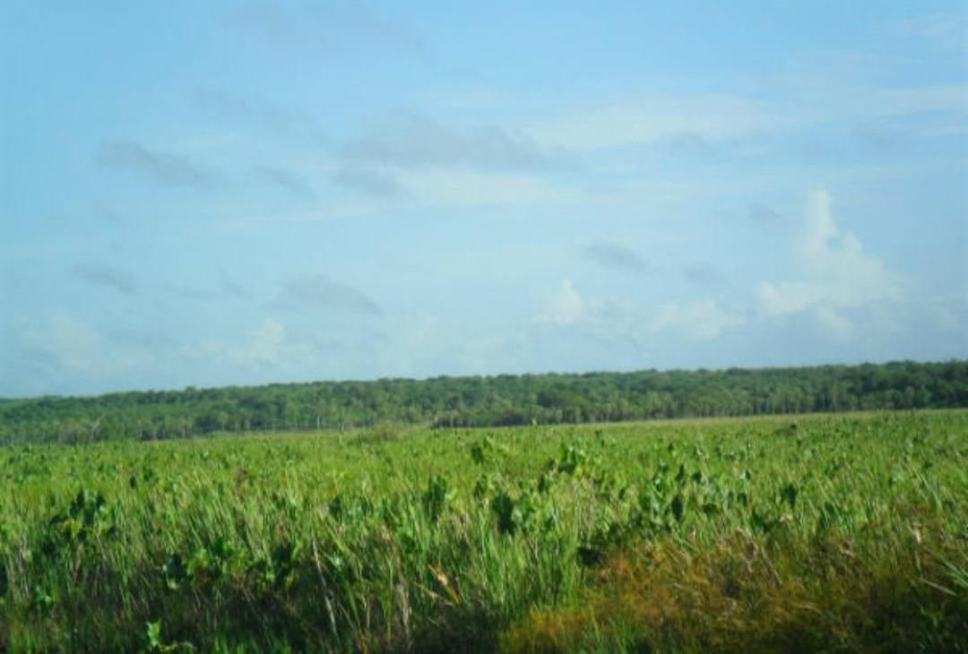 Fazenda à Venda no Maranhão 1.795ha